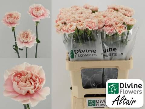 Диантус од. Альтаир, шт.