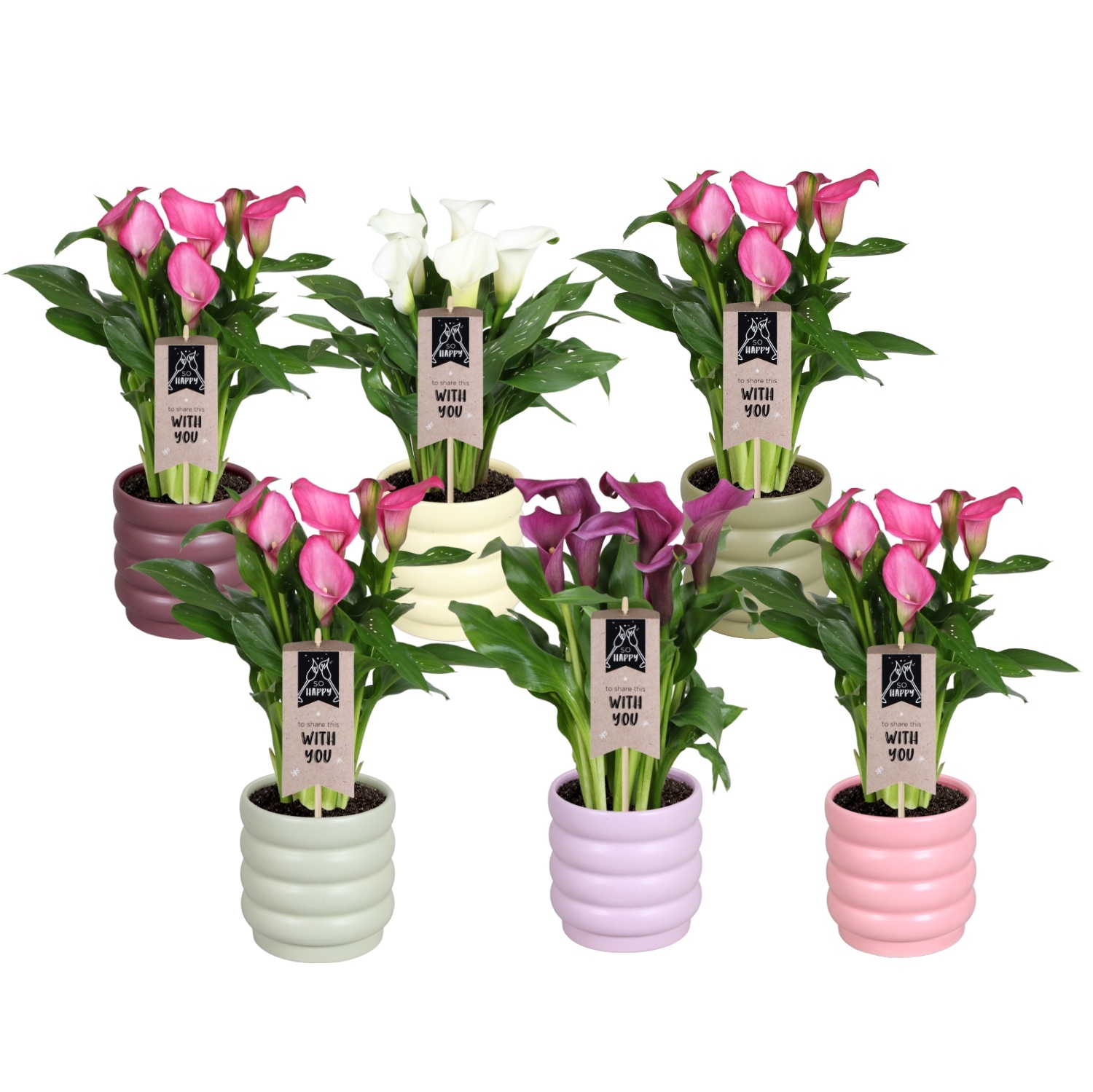 Zantedeschia gemengd Calla mix in Malmö keramiek, D 14