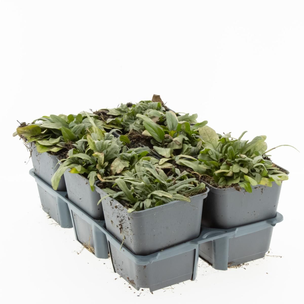 Prunella grandiflora, D 9