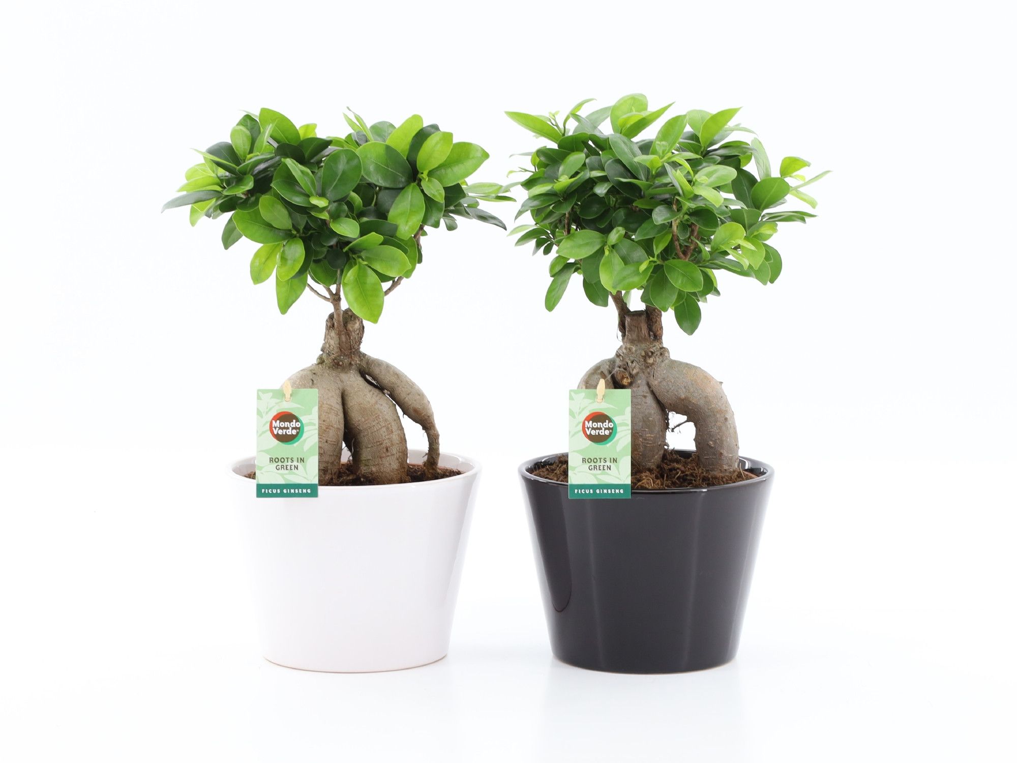 Ficus micr. Ginseng Zwart / Wit Keramiek, D 19