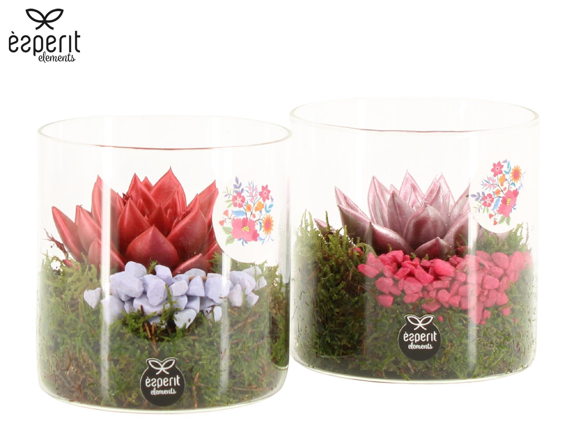 22119: Lovess arrangement, D 12