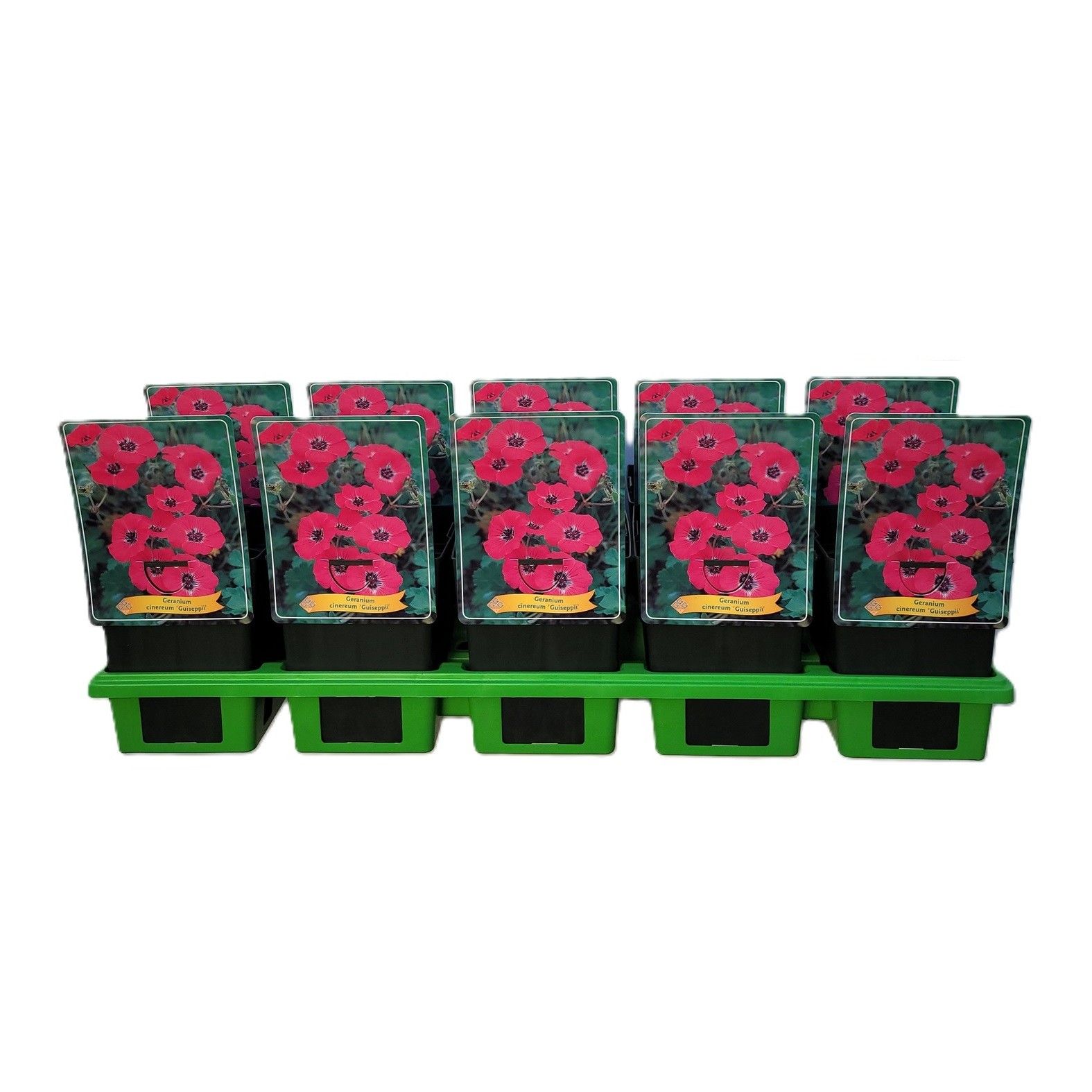 Geranium 'Guiseppii' P11, D 11 cm