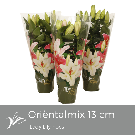 Lilium or. mix Lady Lily hoes (or. lelie), D 13