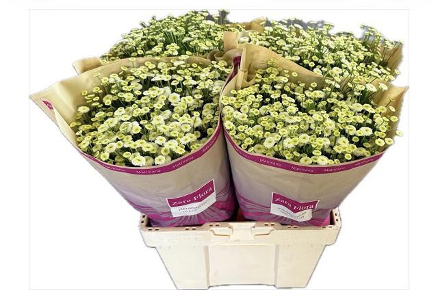 Танацетум Рио 65, шт.