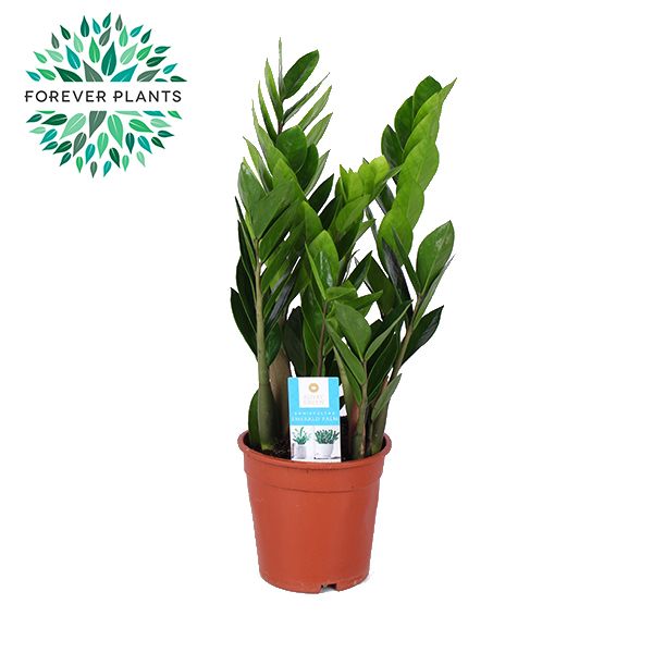 Zamioculcas p17, D 17