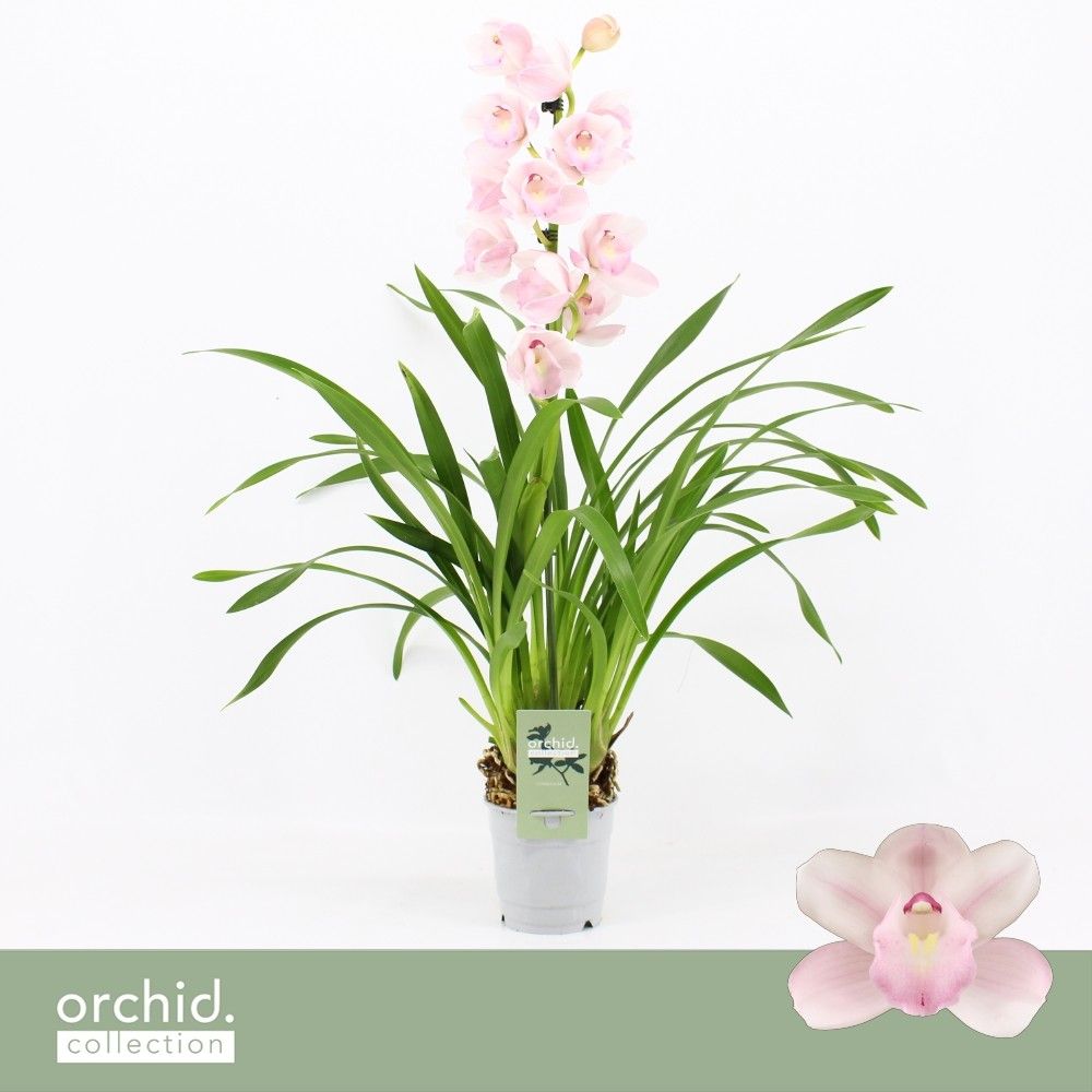 Cymbidium, Pink Bell 1-spike 'Orchid Collection', D 12
