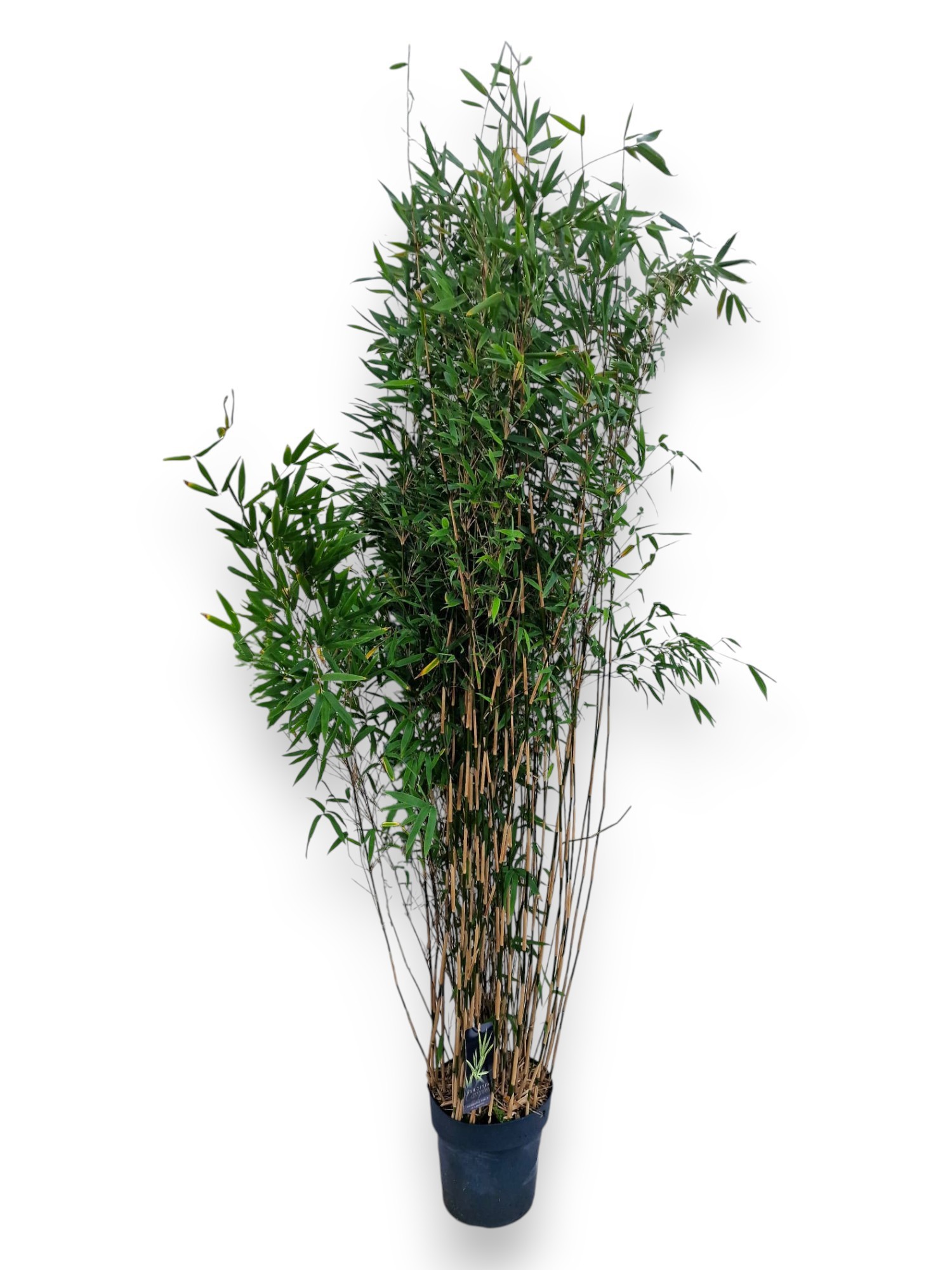 Fargesia 'Obelisk' ® C10/P27 - Niet-woekerende Bamboe, D 27