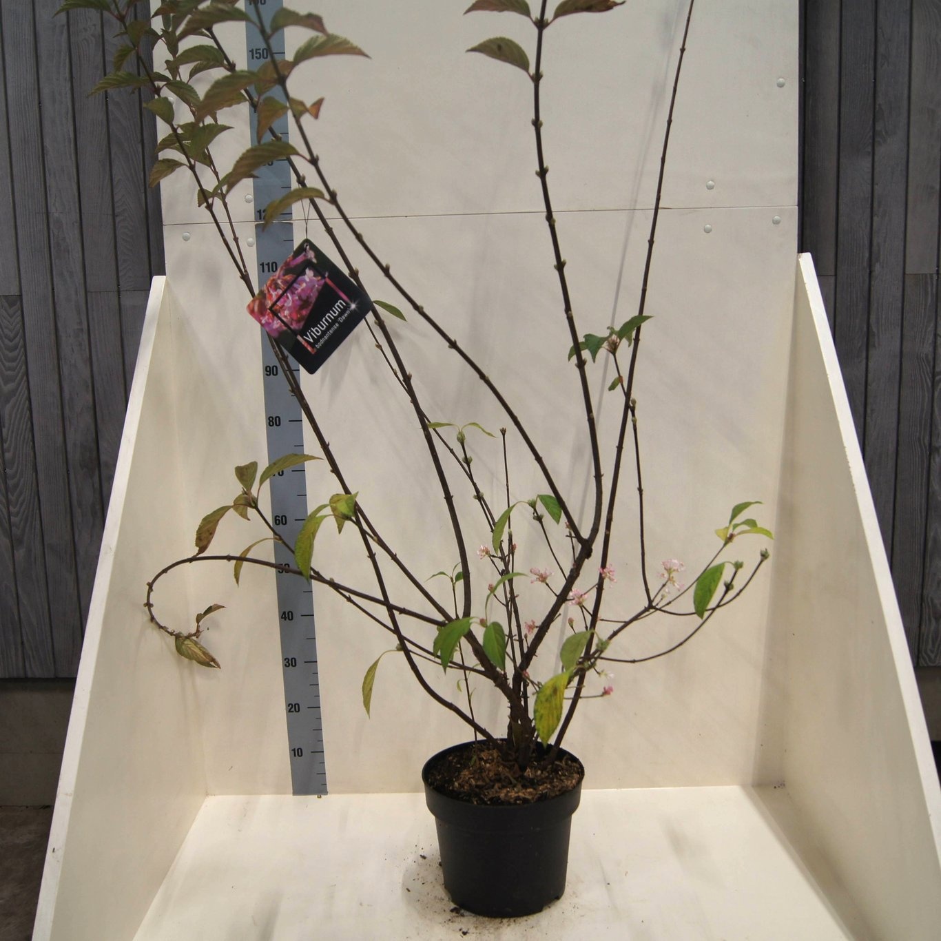 Viburnum bodn. 'Dawn', D 28