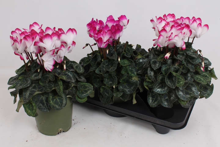 Cyclamen Indiaka gemengd 17cm, D 17 cm