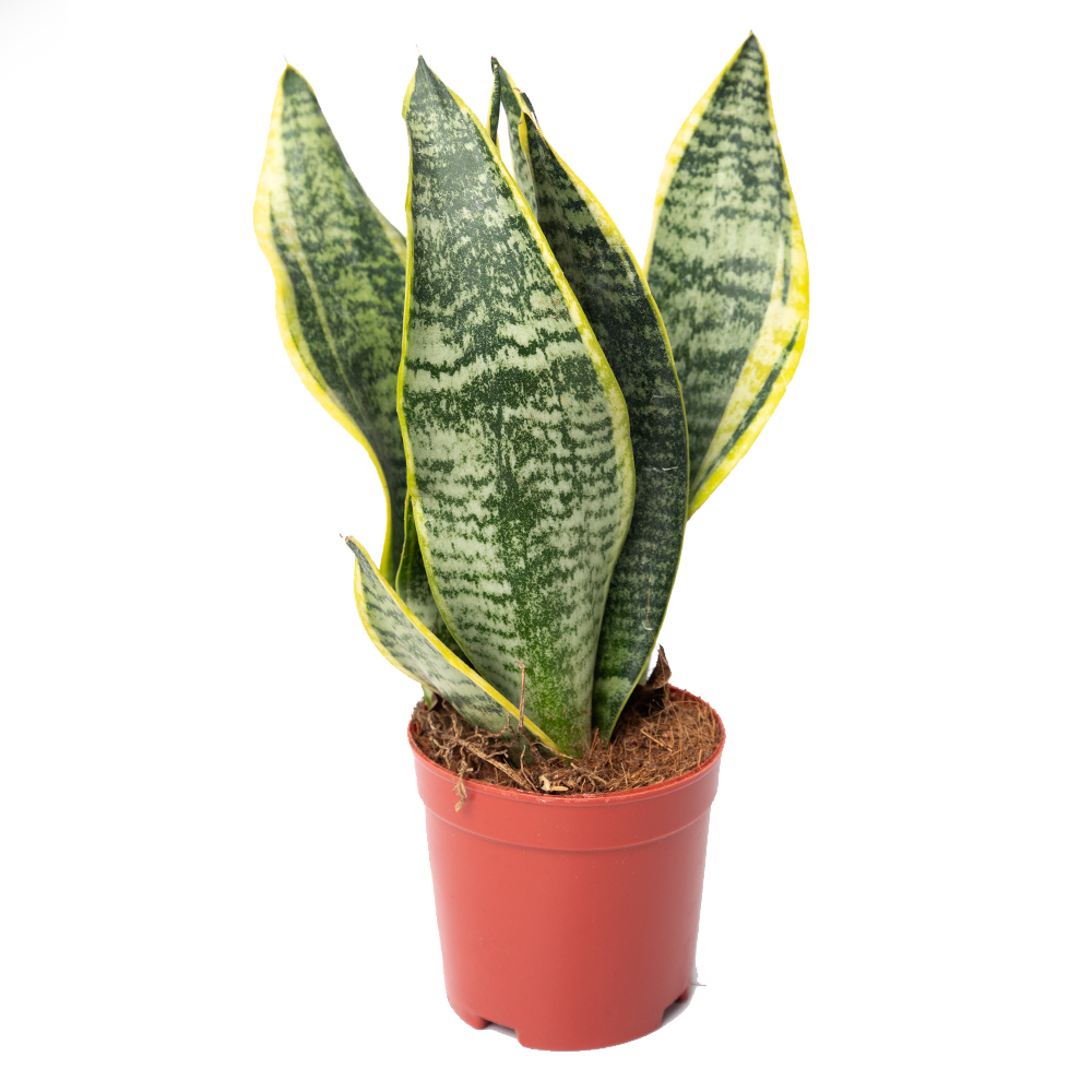 Сансевиерия лауренти 11 30