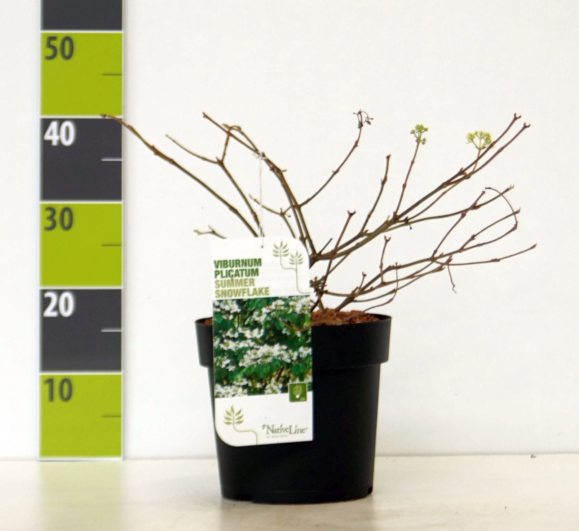 Viburnum plicatum 'Summer Snowflake', D 23