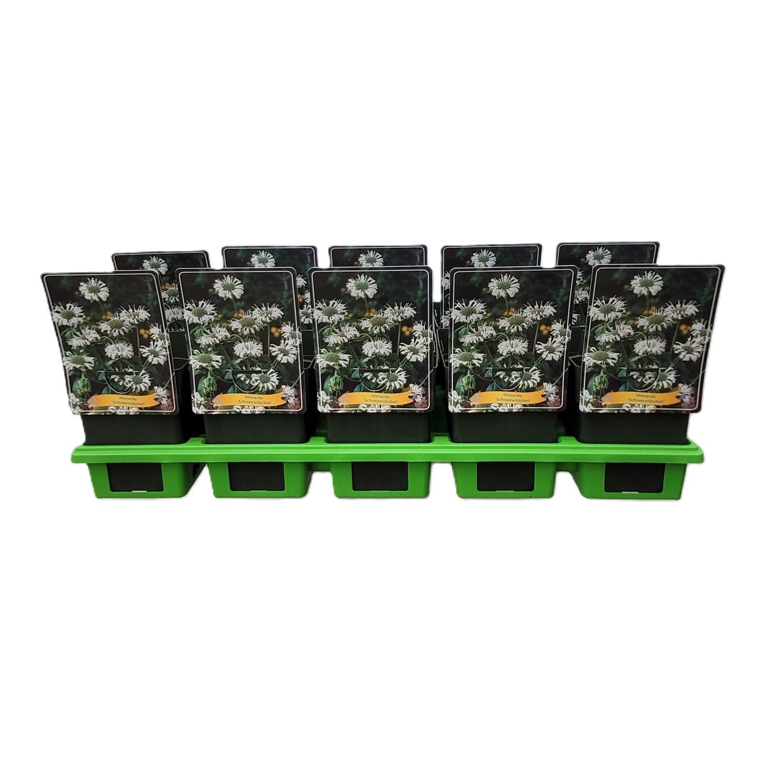 Monarda 'Schneewittchen' P11, D 11