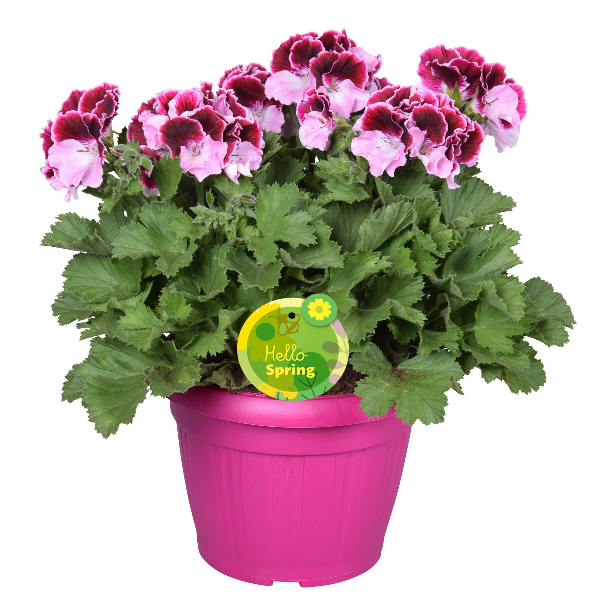 Hello Spring Pelargonium Grandiflorum in Patiopot Roze, D 22