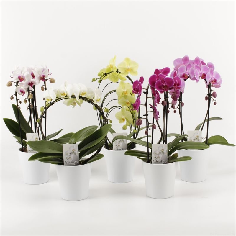 Phalaenopsis overig Shapes mix in wit keramiek, D 12