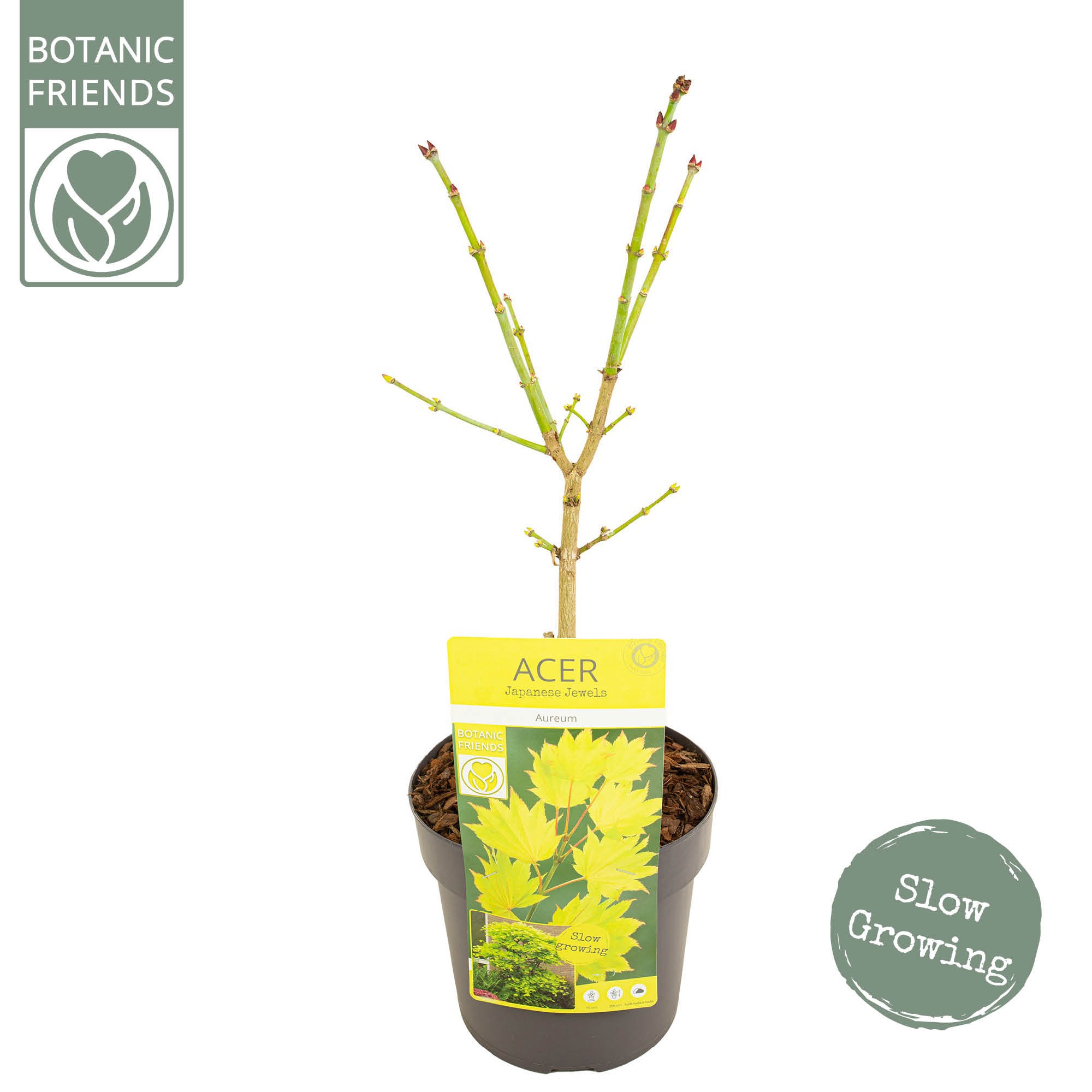 Acer shirasawanum 'Aureum' PREMIUM, D 19