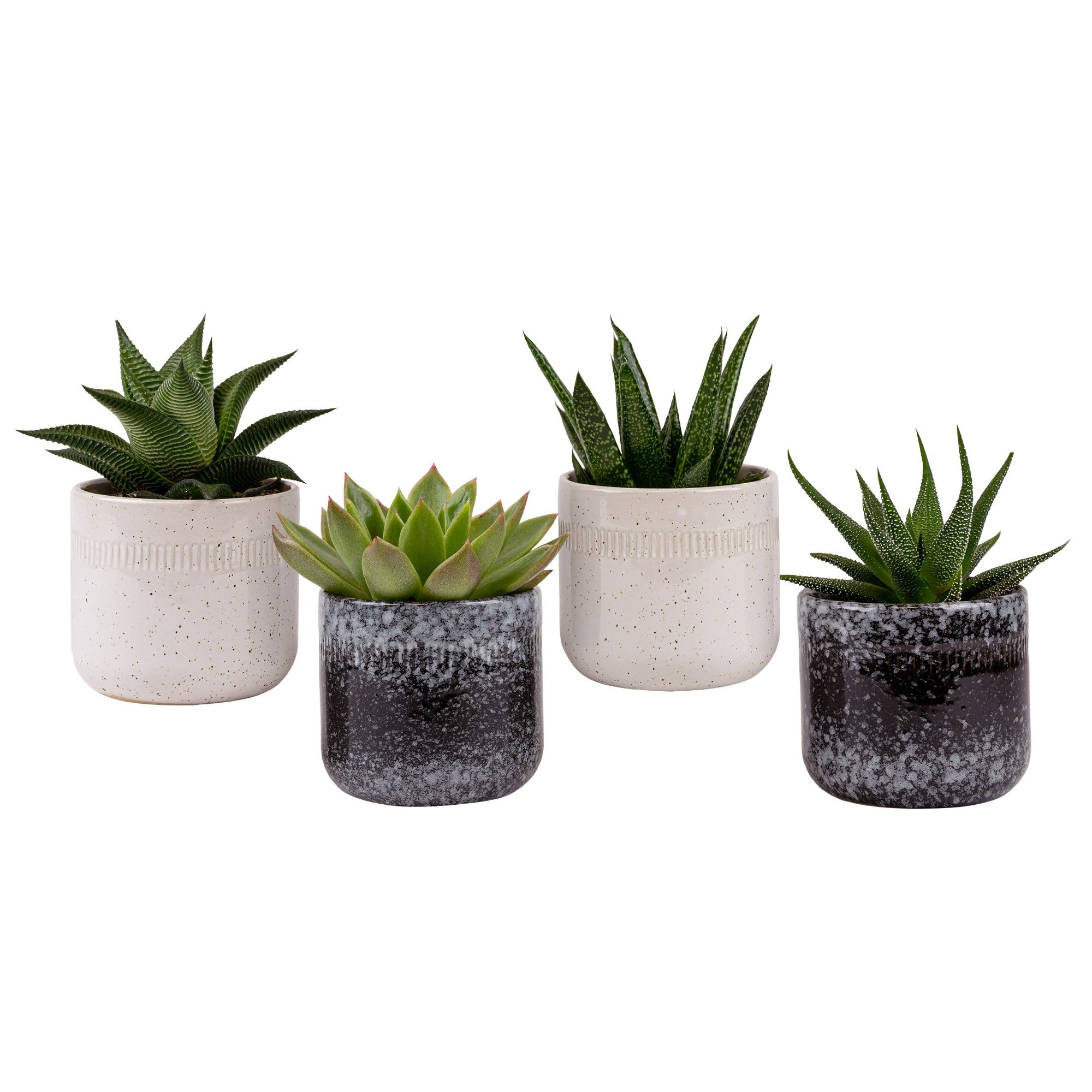 Stormy with Succulent mix, D 6