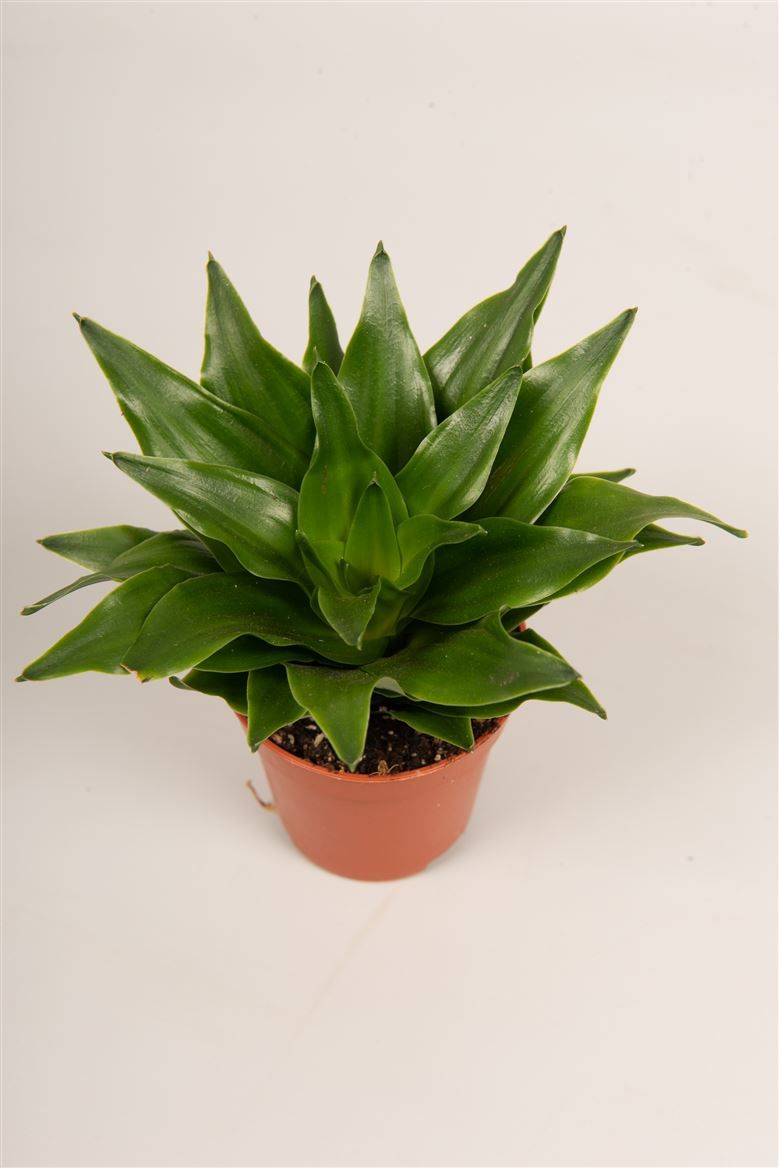 Dracaena fra. 'Pequena', D 5,5 cm