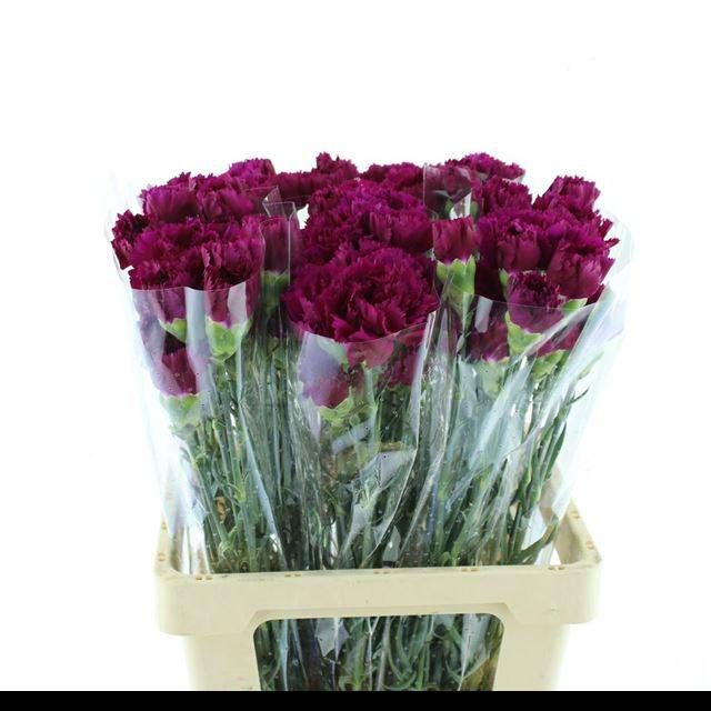 Диантус од. Тико тико, шт.