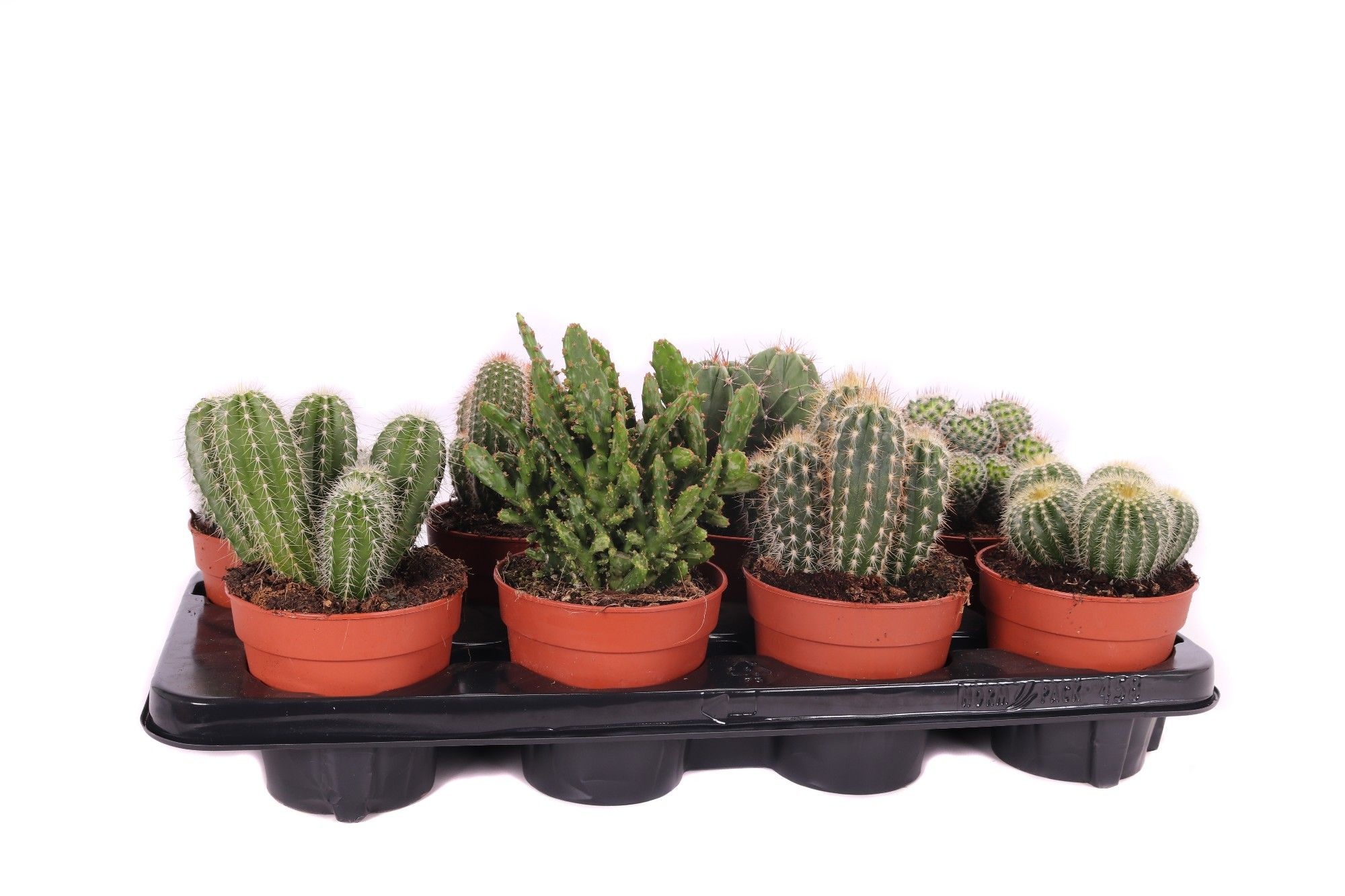 Cactus mix 12 cm, D 12