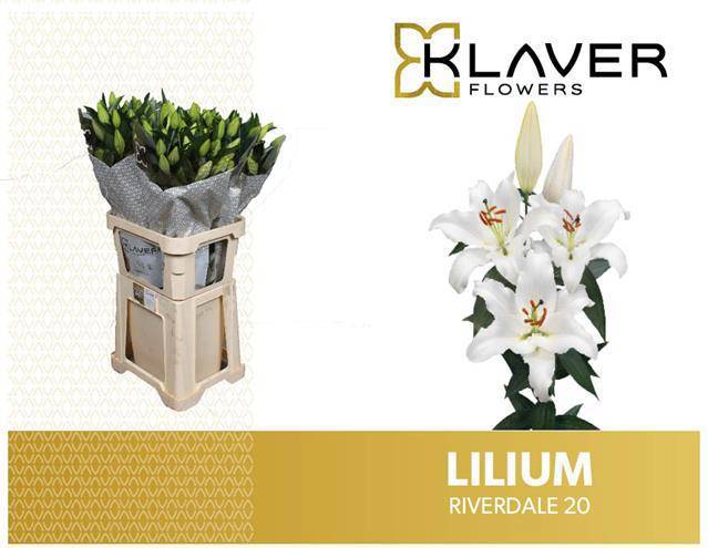 Лилия Ривердэейл 80, шт.