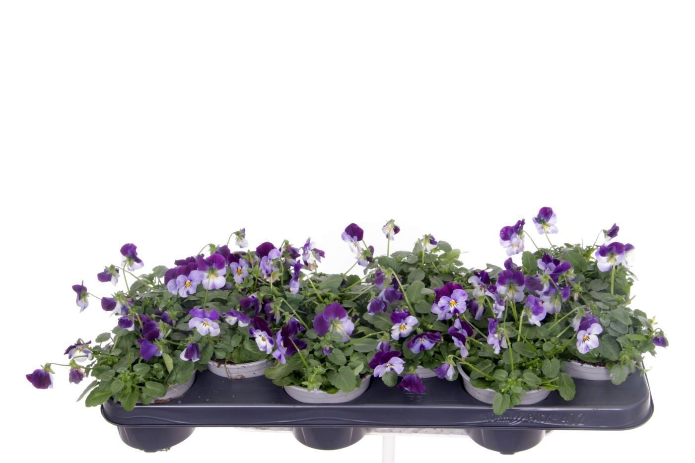 Viola cornuta Sorbet Denim JU, D 11