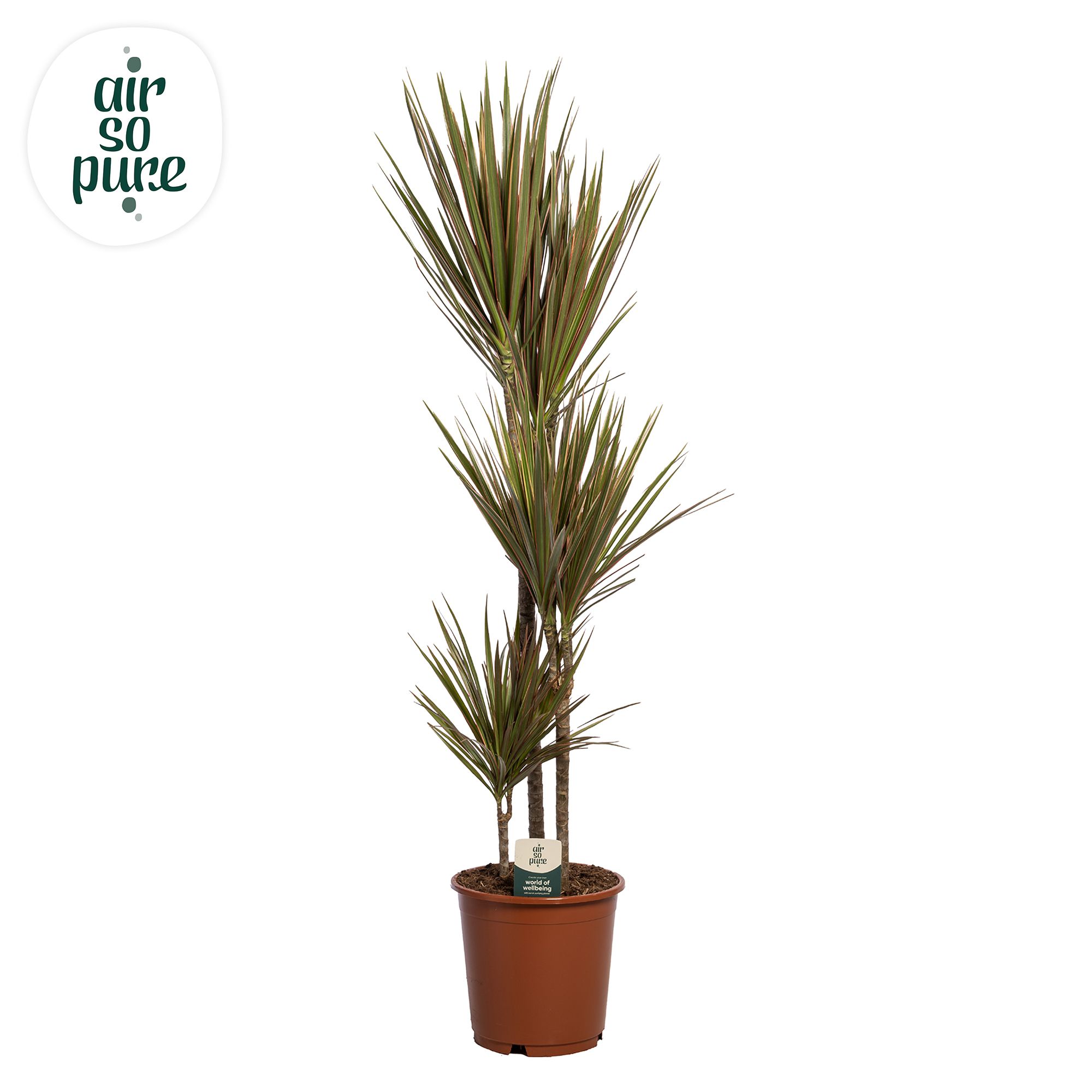 Dracaena Bicolor p24 60+30+10 (Air so Pure), D 24