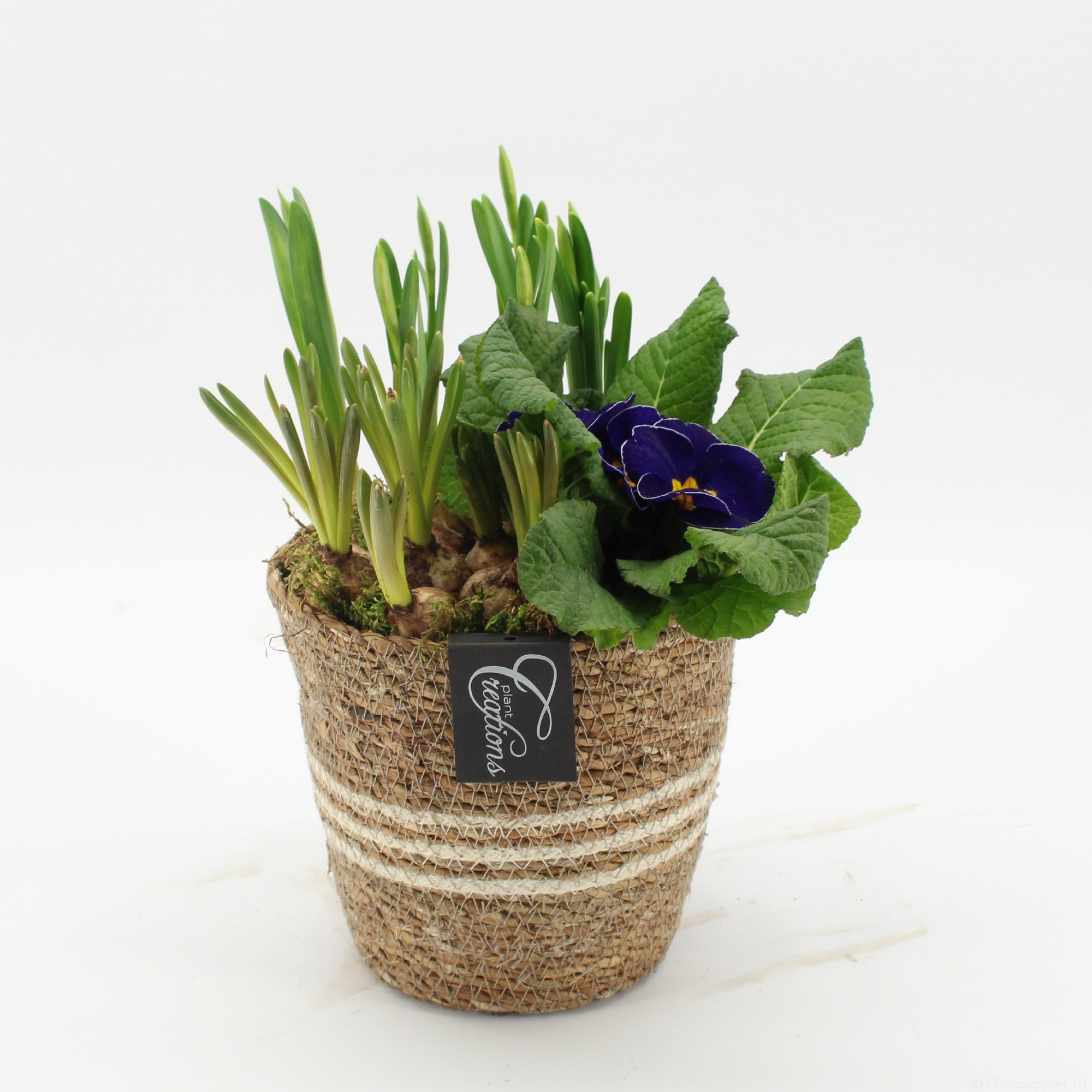 PMCR-2647 Primula creations, D 17