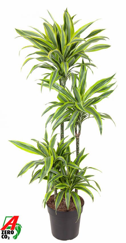 Dracaena Lemon Lime 90-60-30-15, D 27