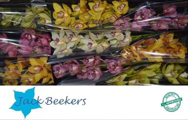 Цимбидиум Микс x9 60, шт.