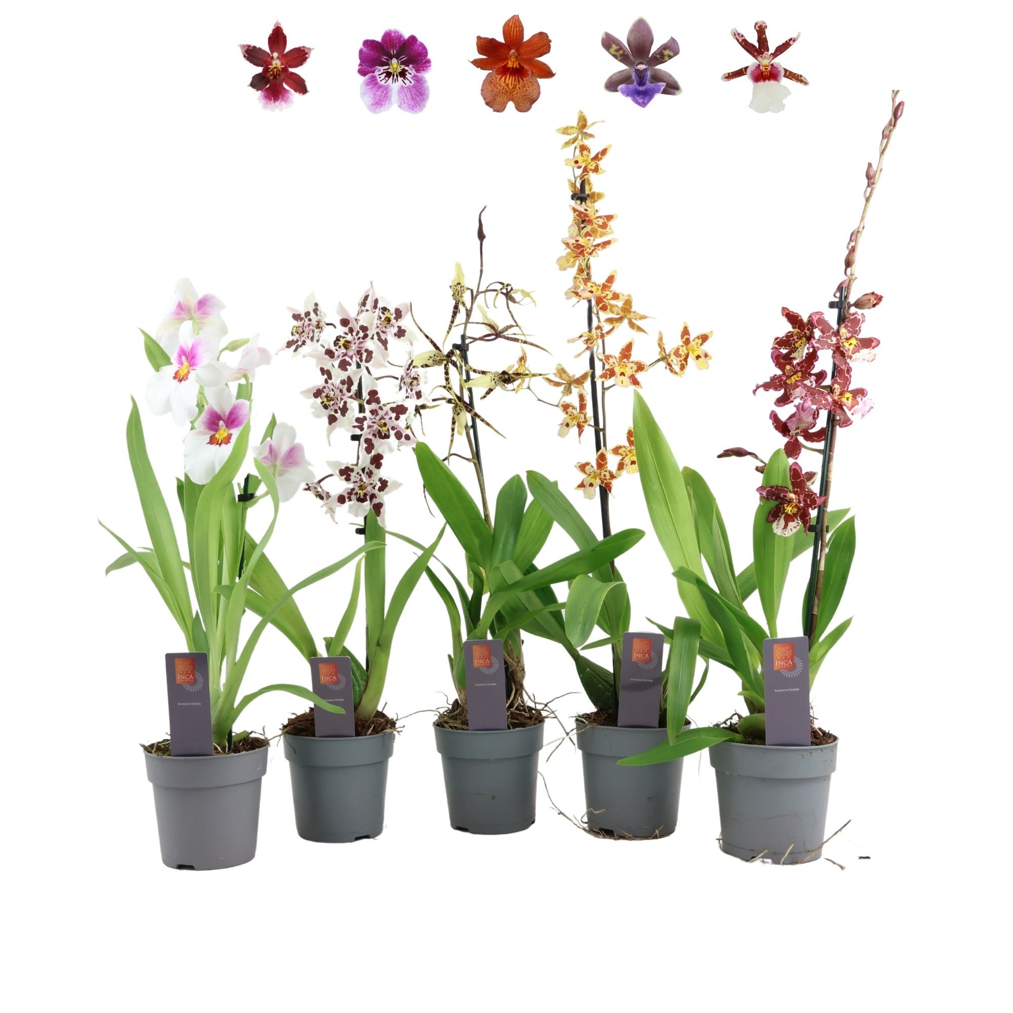 Inca Orchid mix 1 spike, D 12