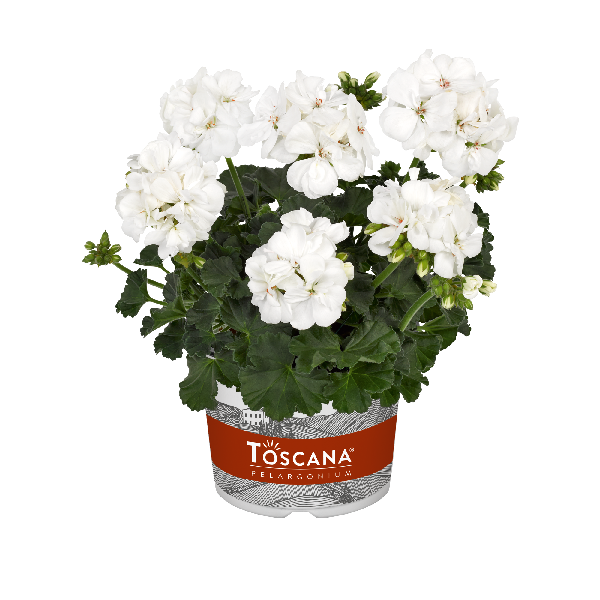 Pelargonium Zonale Castello Isabella White 10,5 cm zwart, D 10,5