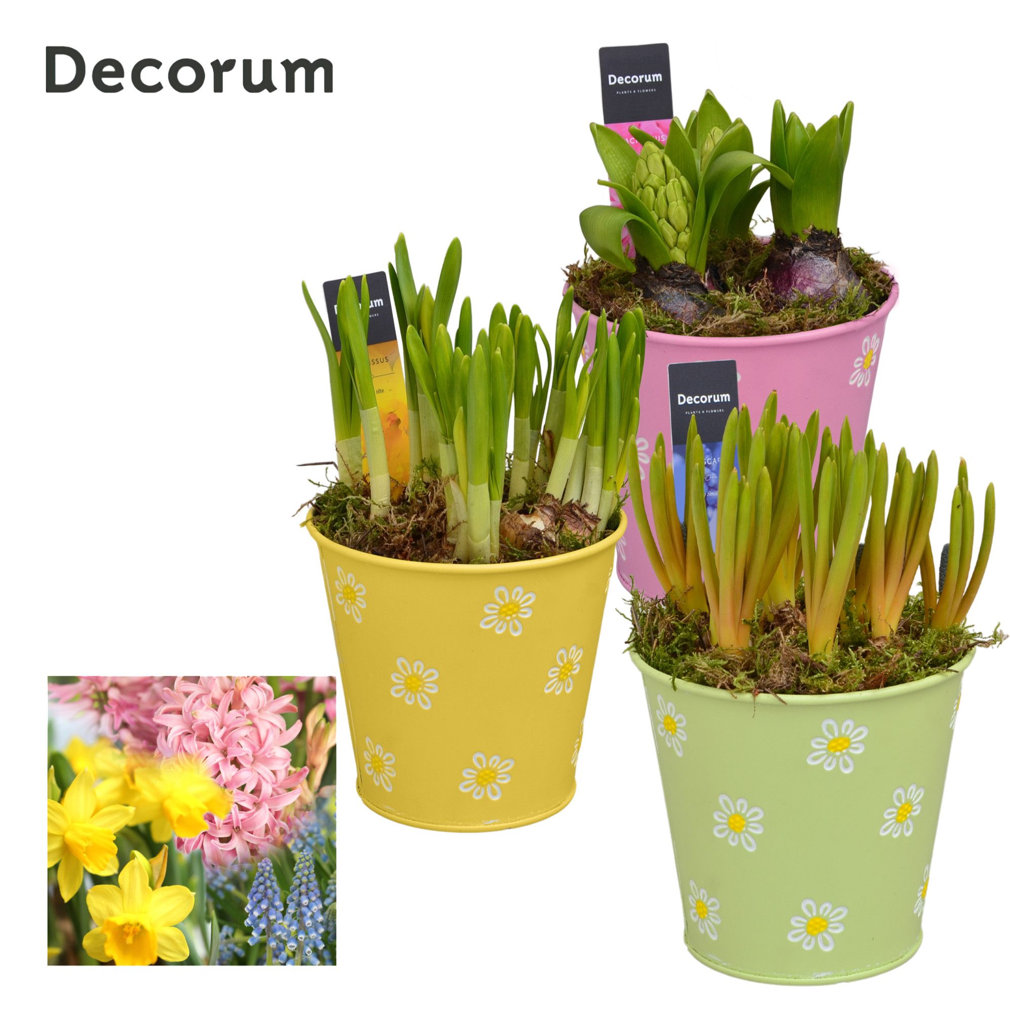 Bollenmix Fleur Grande HL13543B, D 13