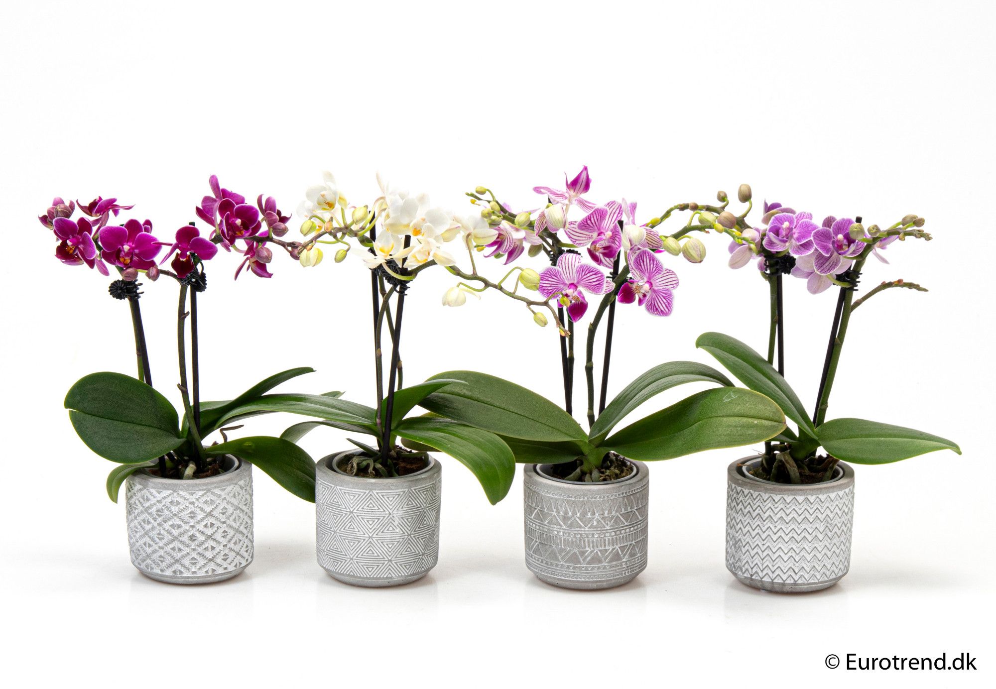 Phalaenopsis 2 spikes in ceramic - New Look 2025, D 6