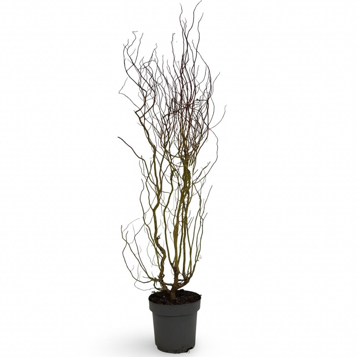 Salix 'Erythroflexuosa', D 31