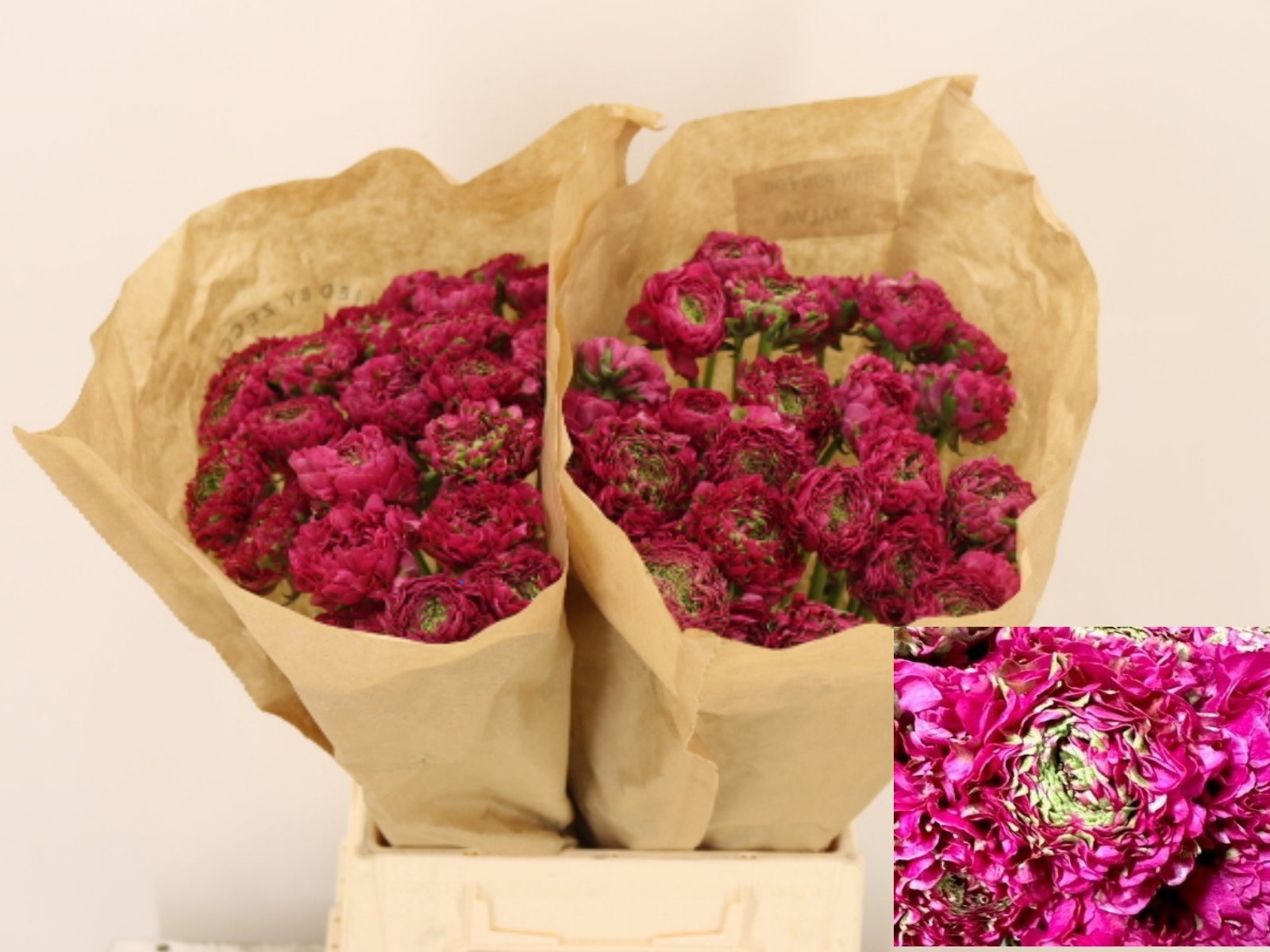 Ранункулус Пон Пон Мальва 35 (зелено-роз.), шт.