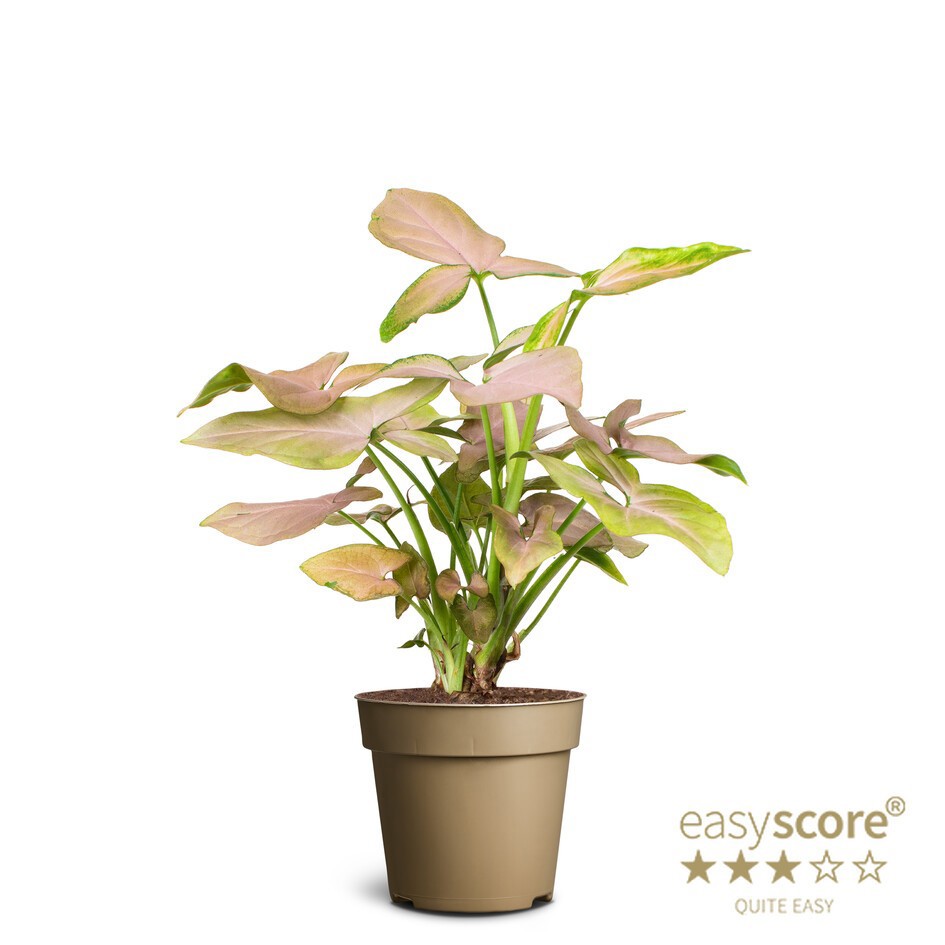 SYNGONIUM PODOPHYLLUM 'Pink Splash', D 9 cm