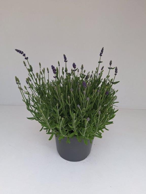 Lavandula angustifolia 'Hidcote', blauw, D 19