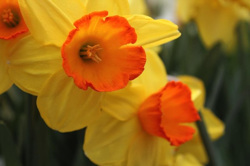 NARCISSUS CYCLAMINEUS 'MONAL', D 23