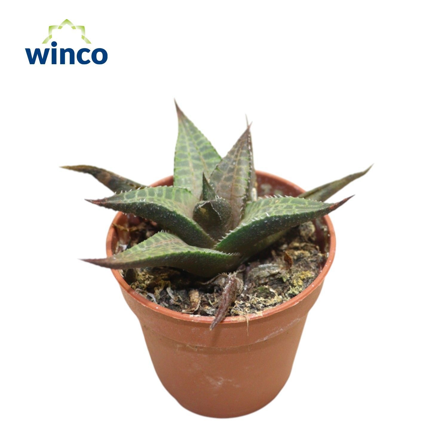 Haworthia Tesselata, D 5,5 cm