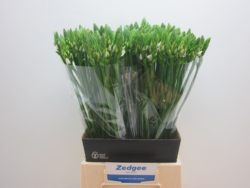 Орнитогалум Тирсоидес 55, шт.