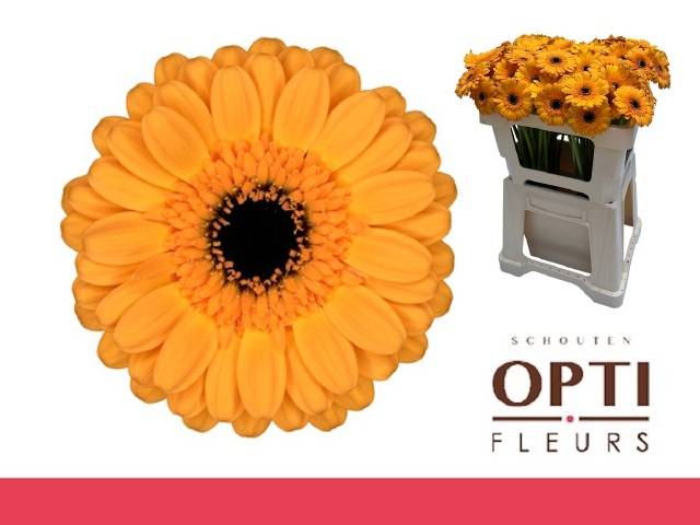 Гермини Твити, шт.