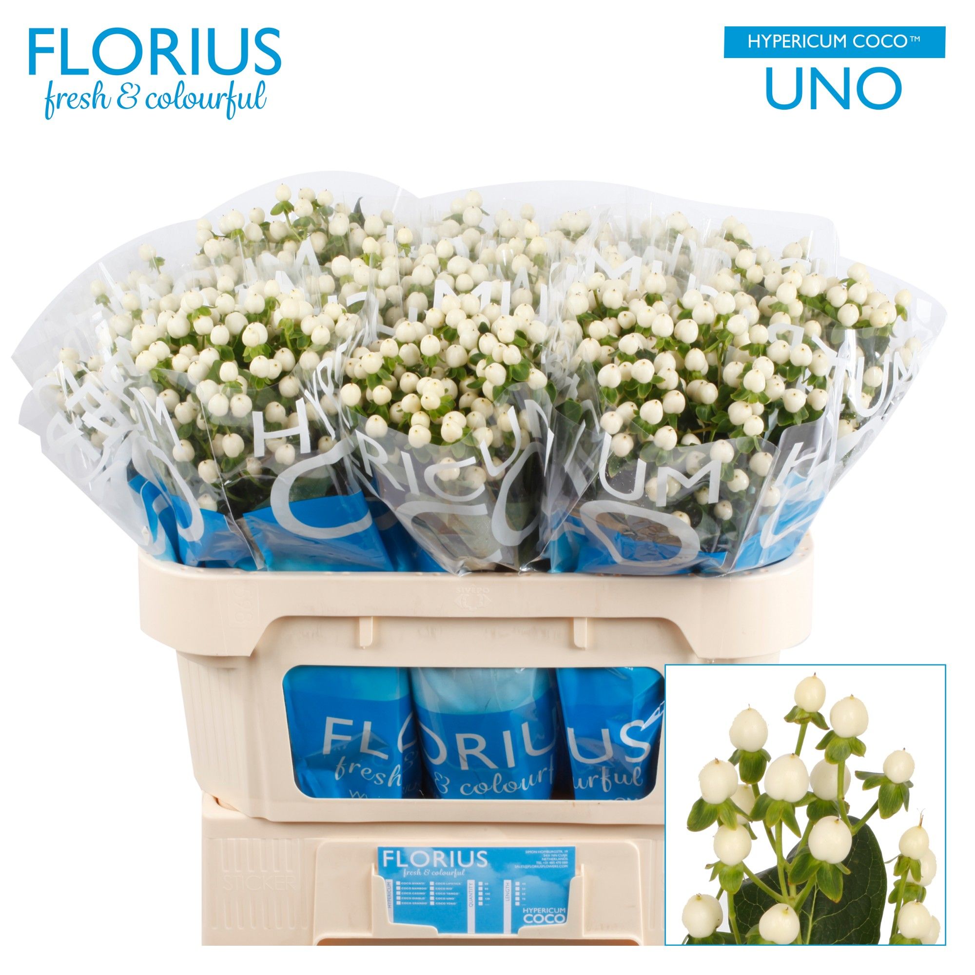 Гипперикум Коко Уно 70, шт.