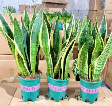 Сансевиерия Премиум А Грейд 0.5 Галлон Пот Тайгер Скин Орхидея 14 36