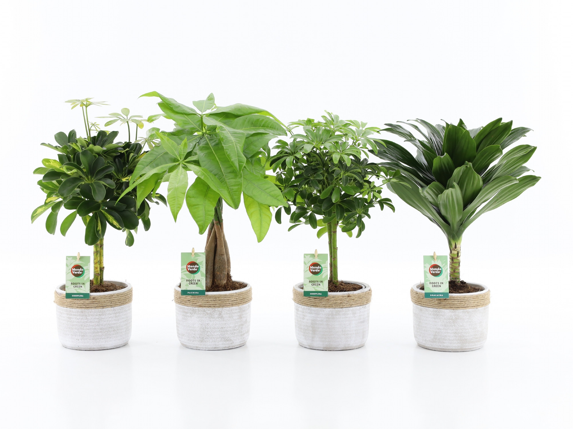 Stammenmix in Sturdy, D 13