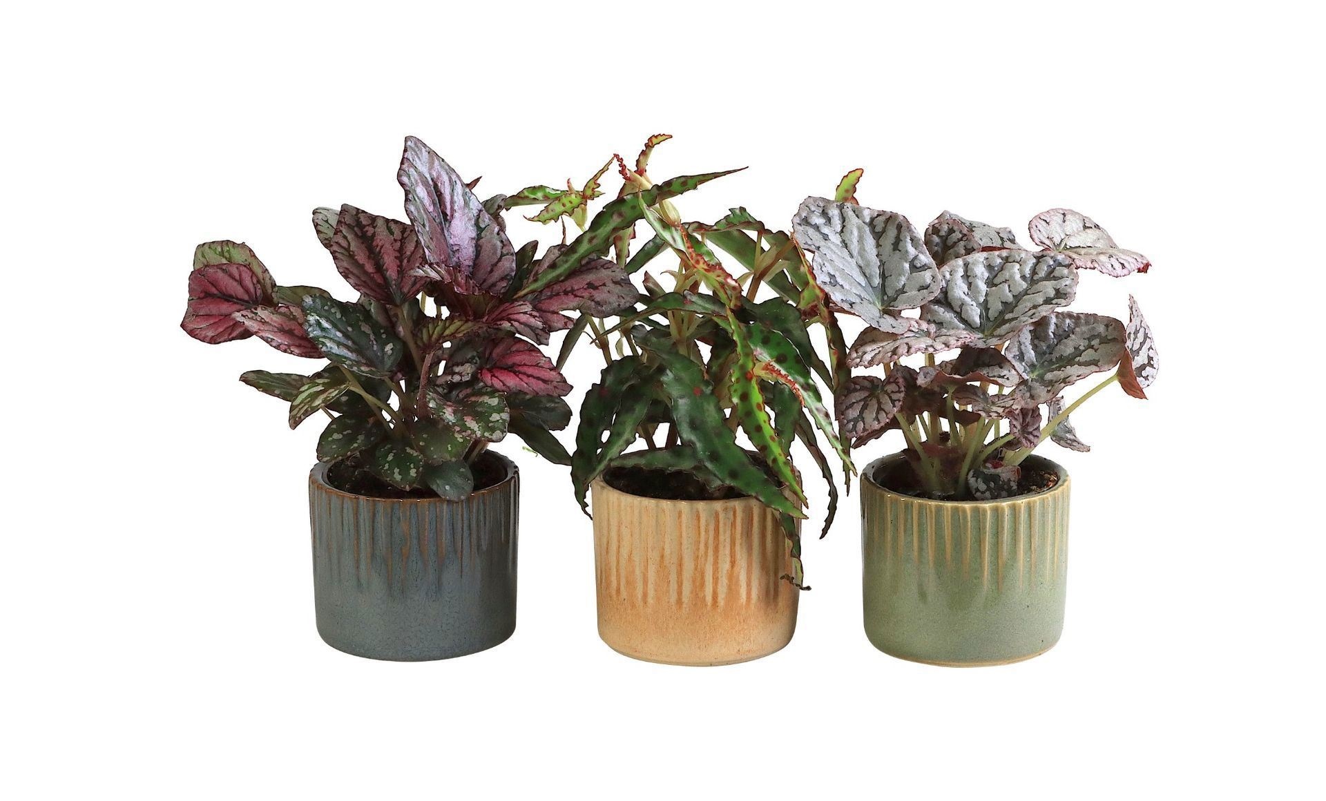 L 66031 With Begonia Mix 6 cm, D 6