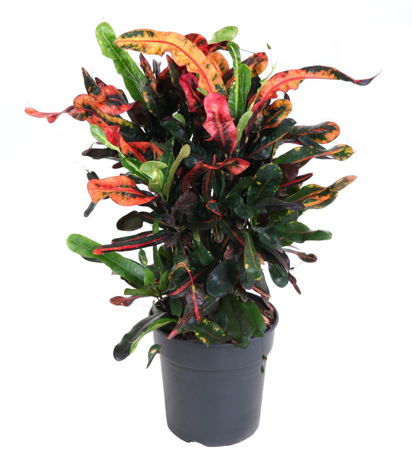 Codiaeum Mammi vertakt P21, D 21