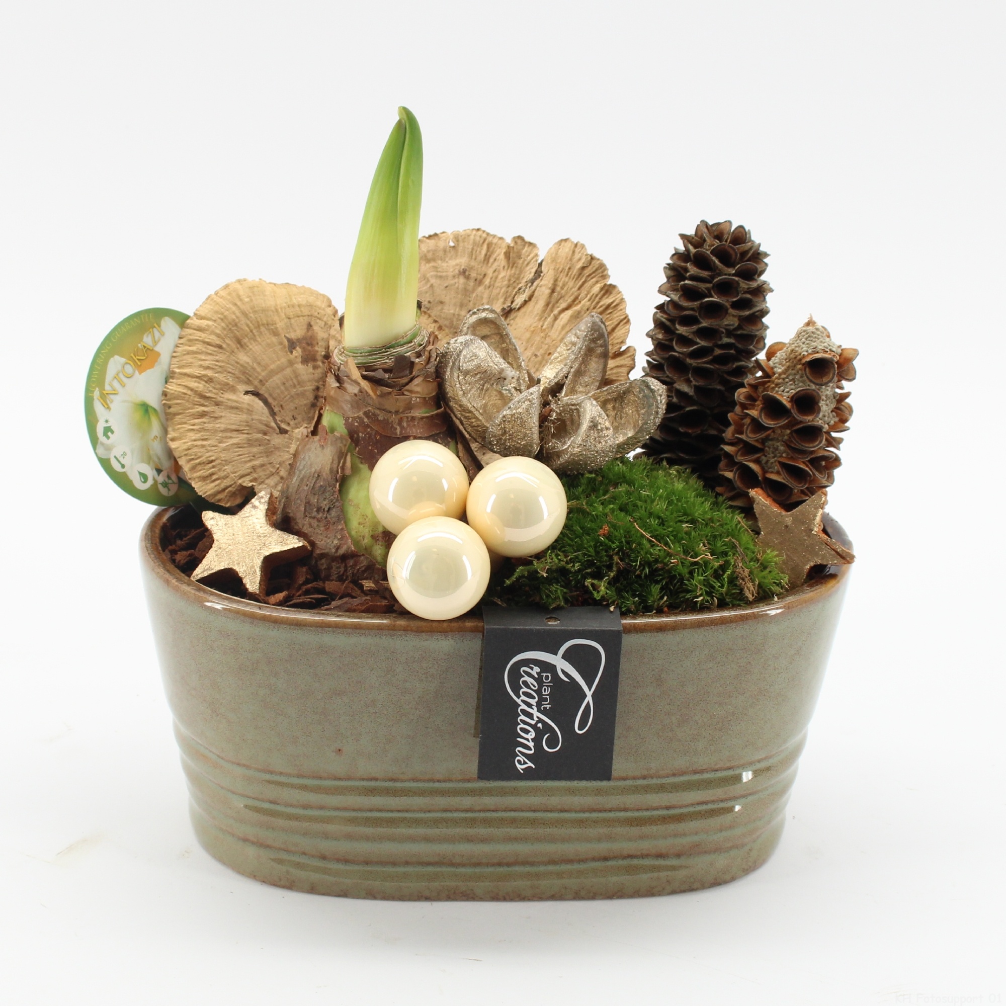 HICR-2510W Kerst Amaryllis, D 23 cm