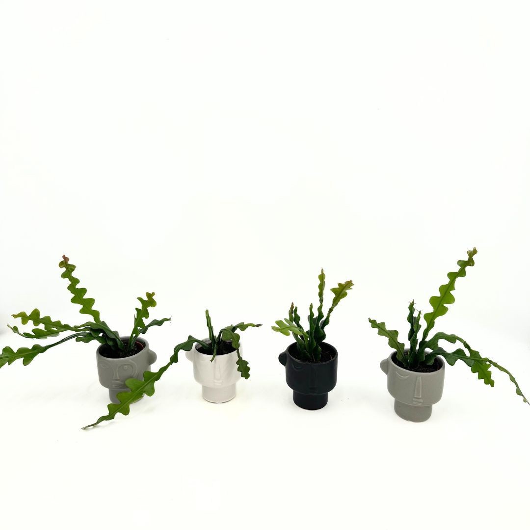 Mini Epiphyllum Anguliger "Fishbone Cactus" in special pot (EH2246), D 6 cm