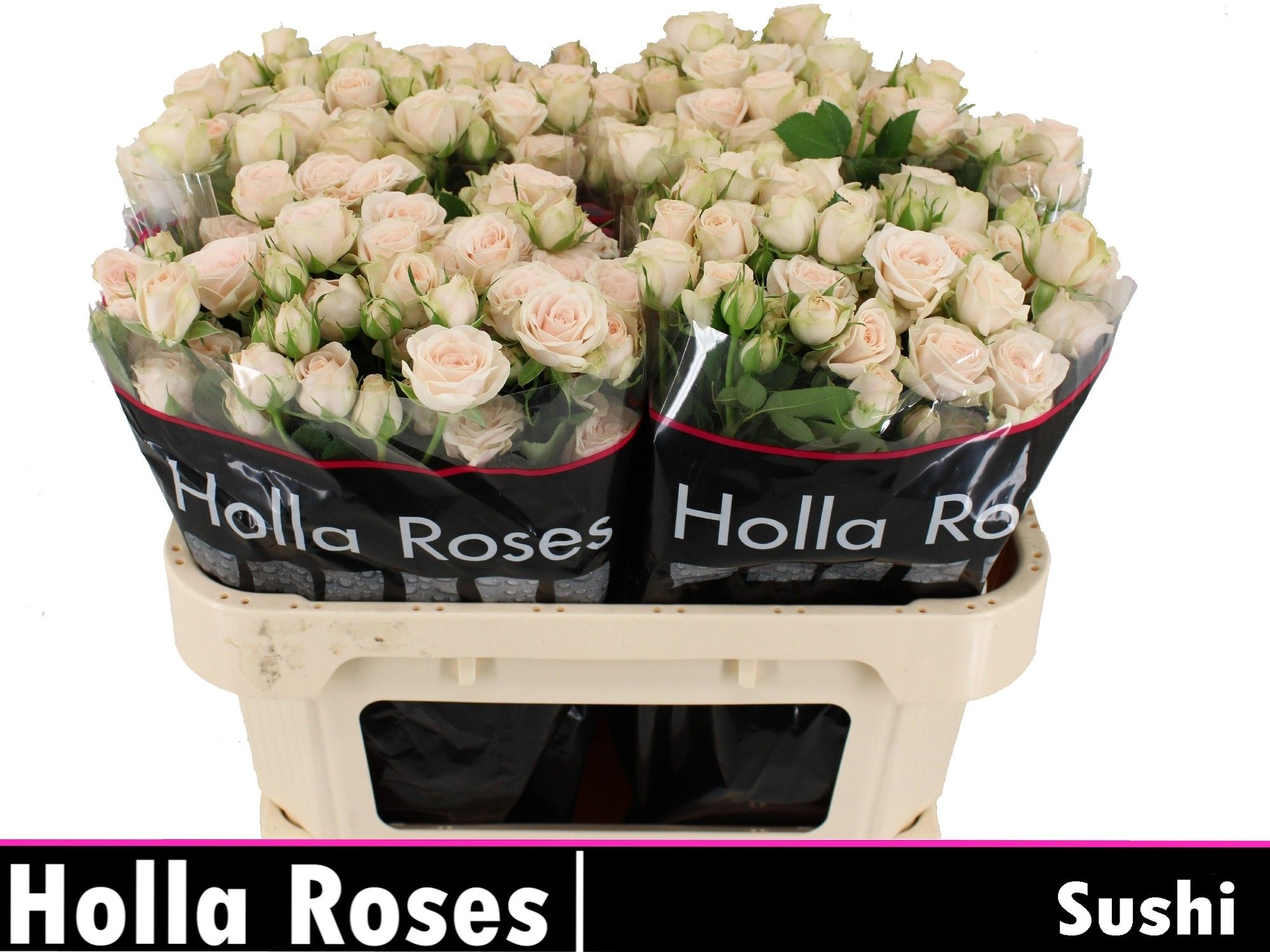 Роза куст. Суши 70, шт.