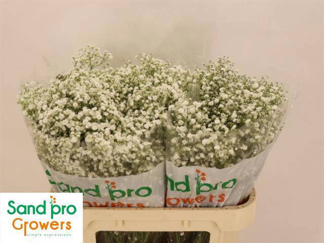 Гипсофила Экселенс 70, шт.